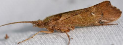 Glyphotaelius pellucidus